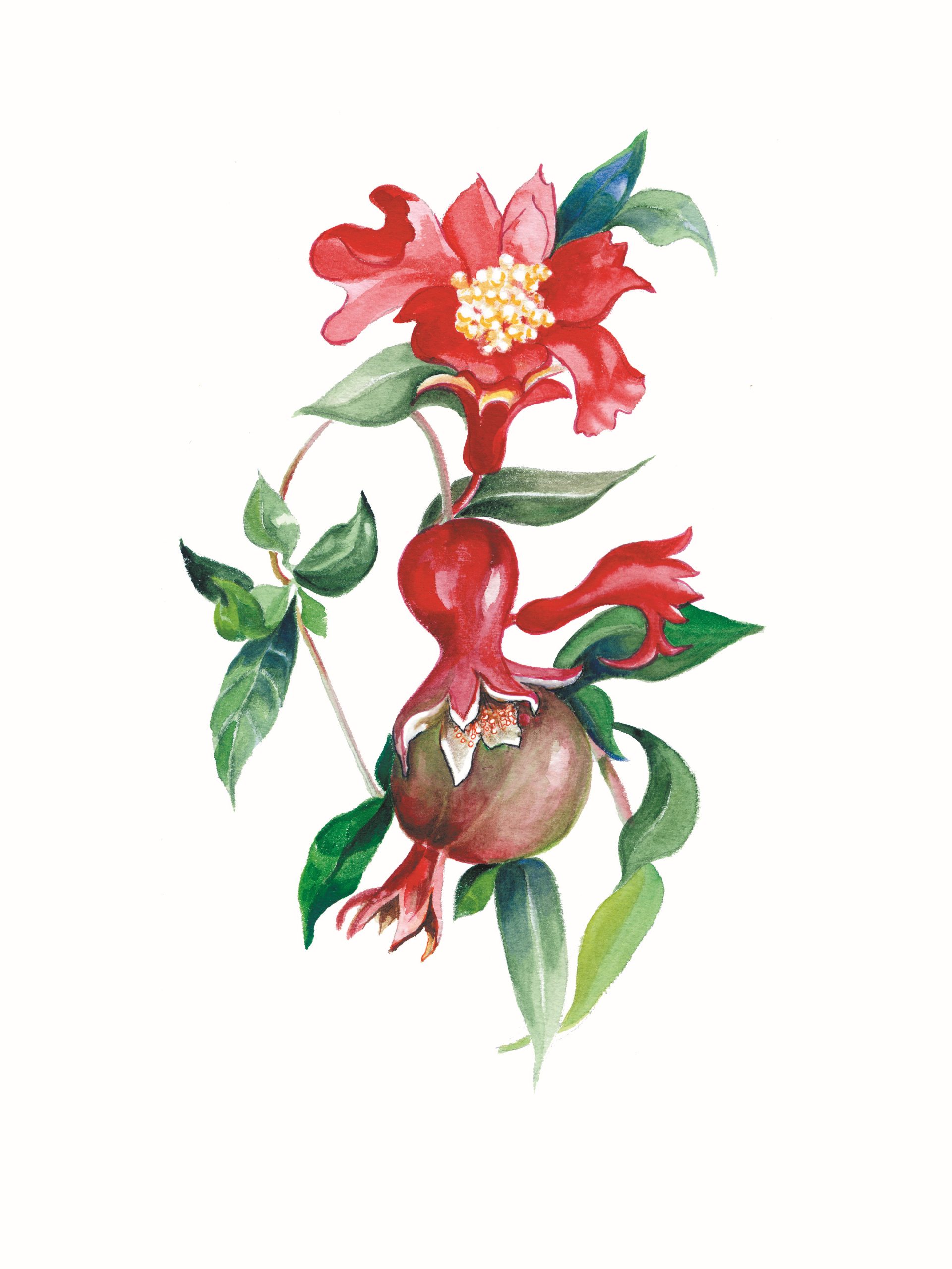 Pomegranate canvas maria grazia romeo